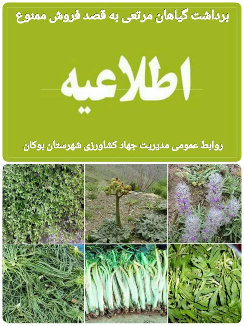 برداشت گیاهان مرتعی به قصد فروش ممنوع است
