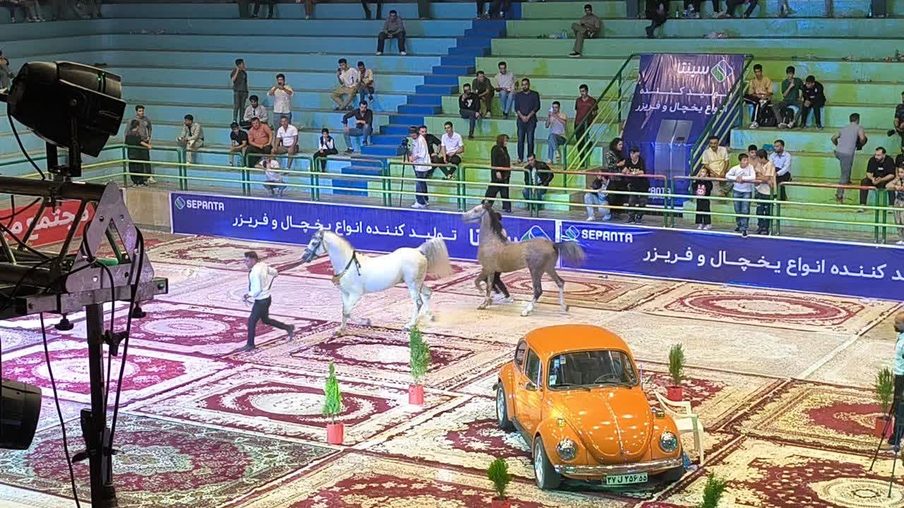 💢برگزاری پنجمین دوره همایش اسب اصیل کورد با حضور مسئولان شهرستان بوکان