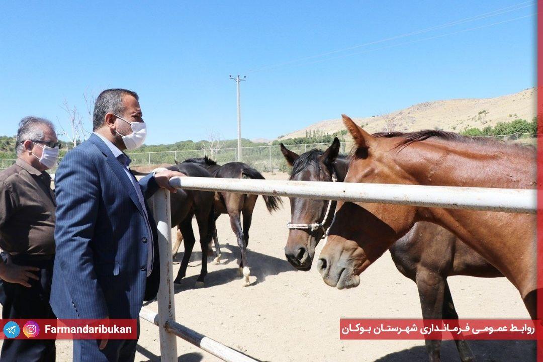 بهرهداری واحد پرورش اسب نژادی کُردی واقع در اراضی روستای سردرآباد